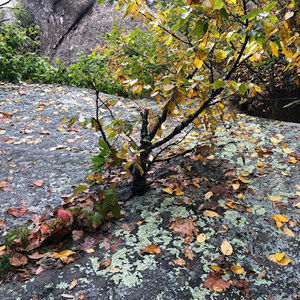 Meet your Posher, Charese